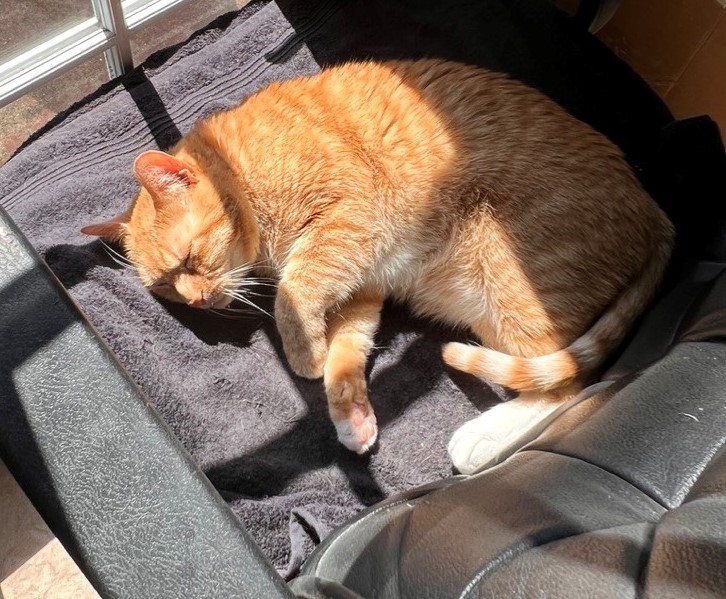 D in sun cropped Cats seek heat (sun) to soothe tender joints, be sure warmth is always available for your senior cat.