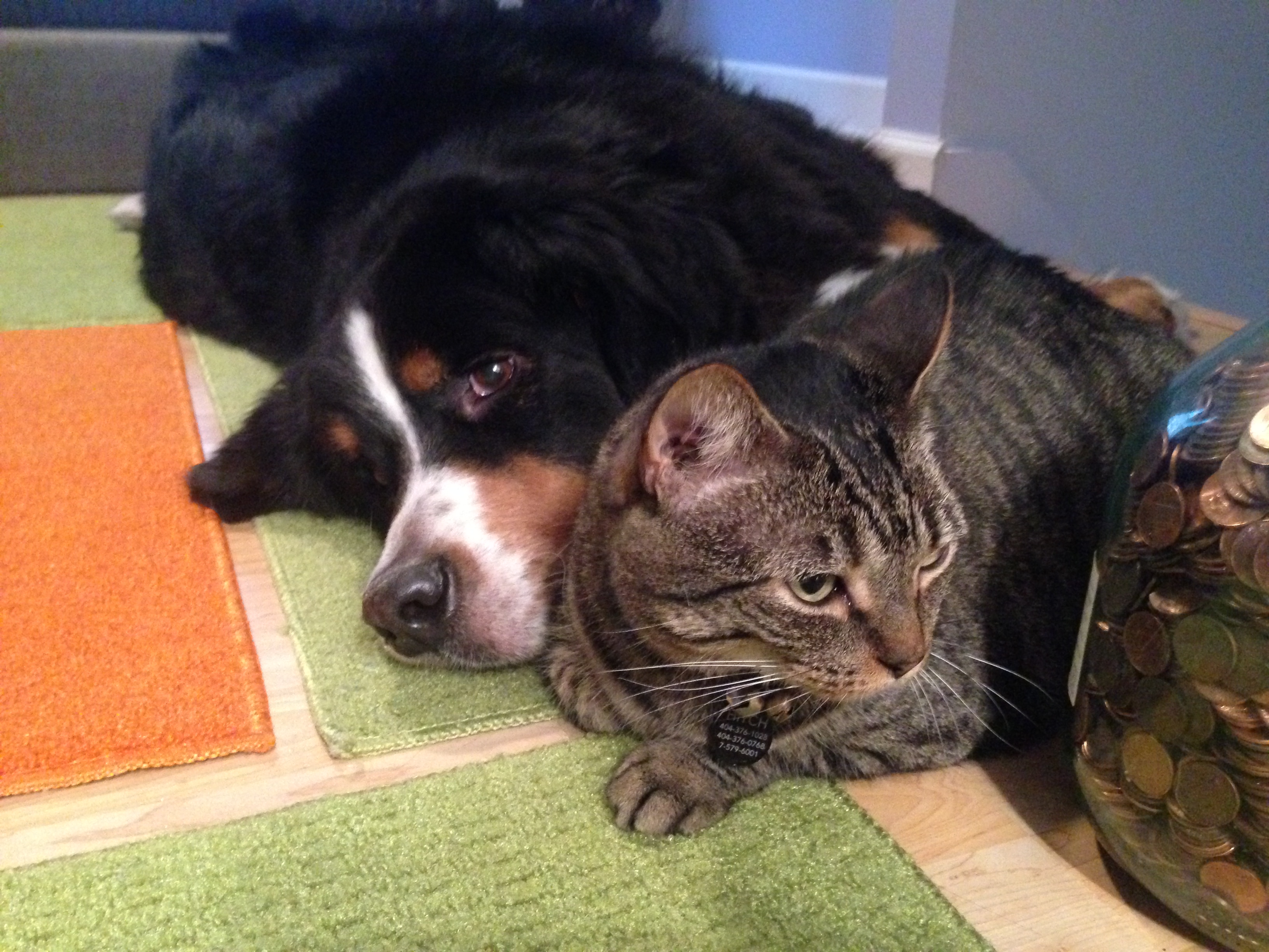 Can cats and dogs be friends?