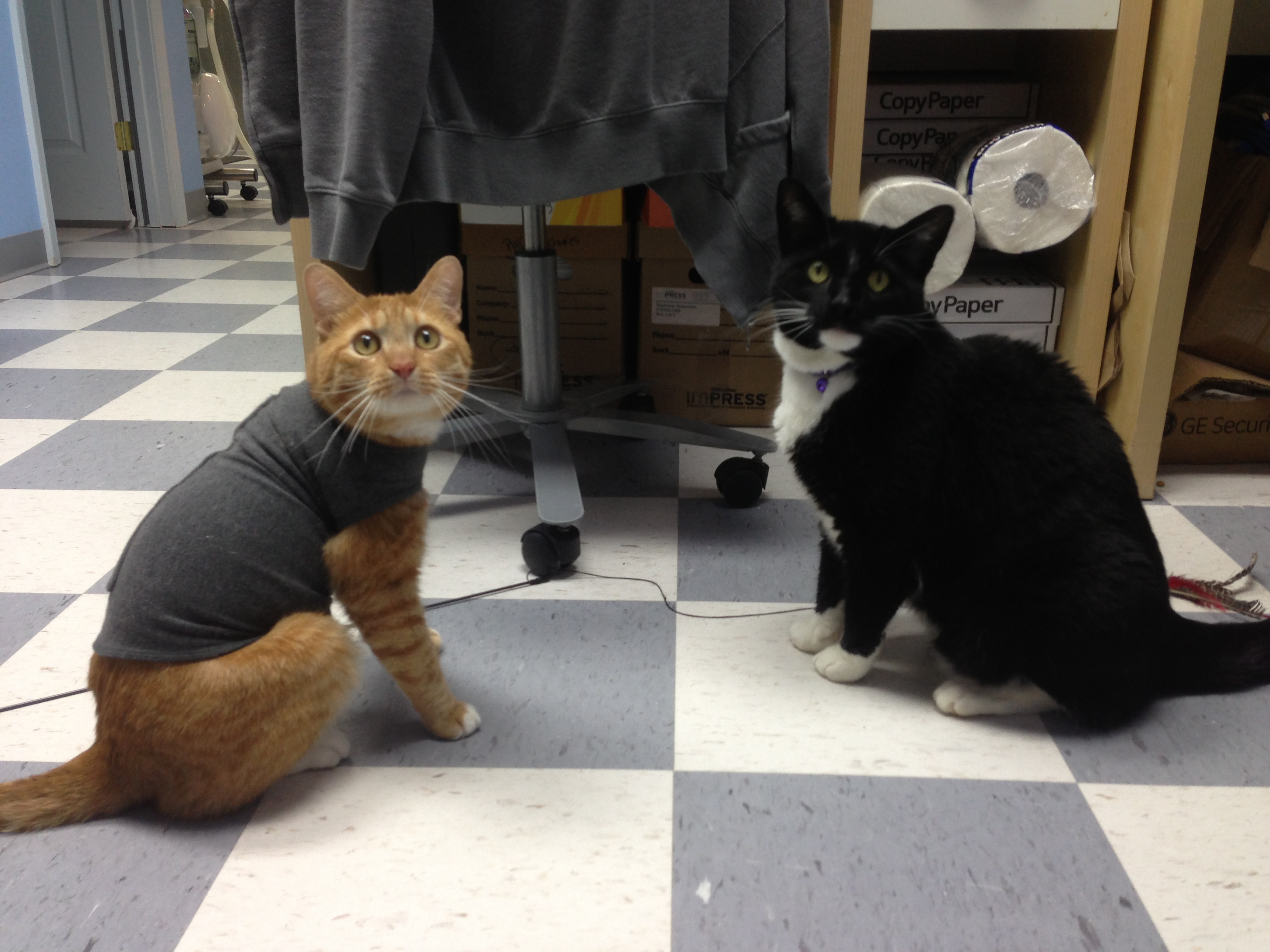 Thundershirt being used to humble the aggressive cat.