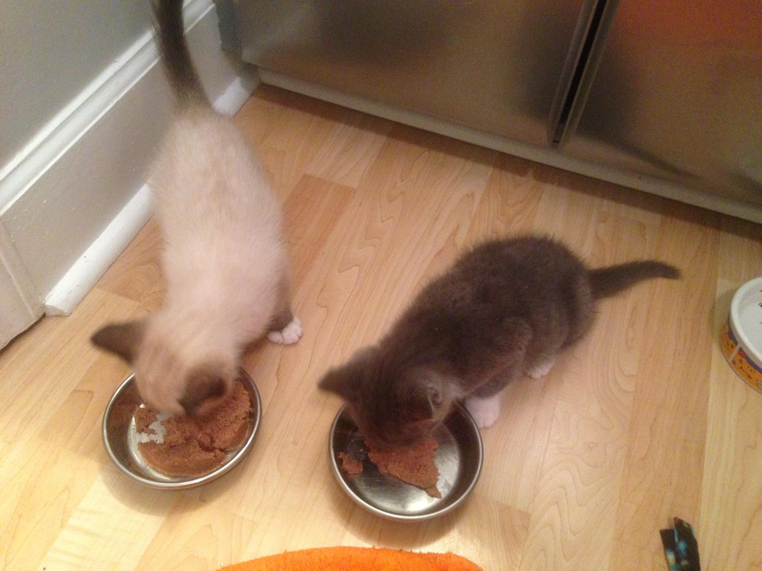 Eventually they are able to eat side by side.
