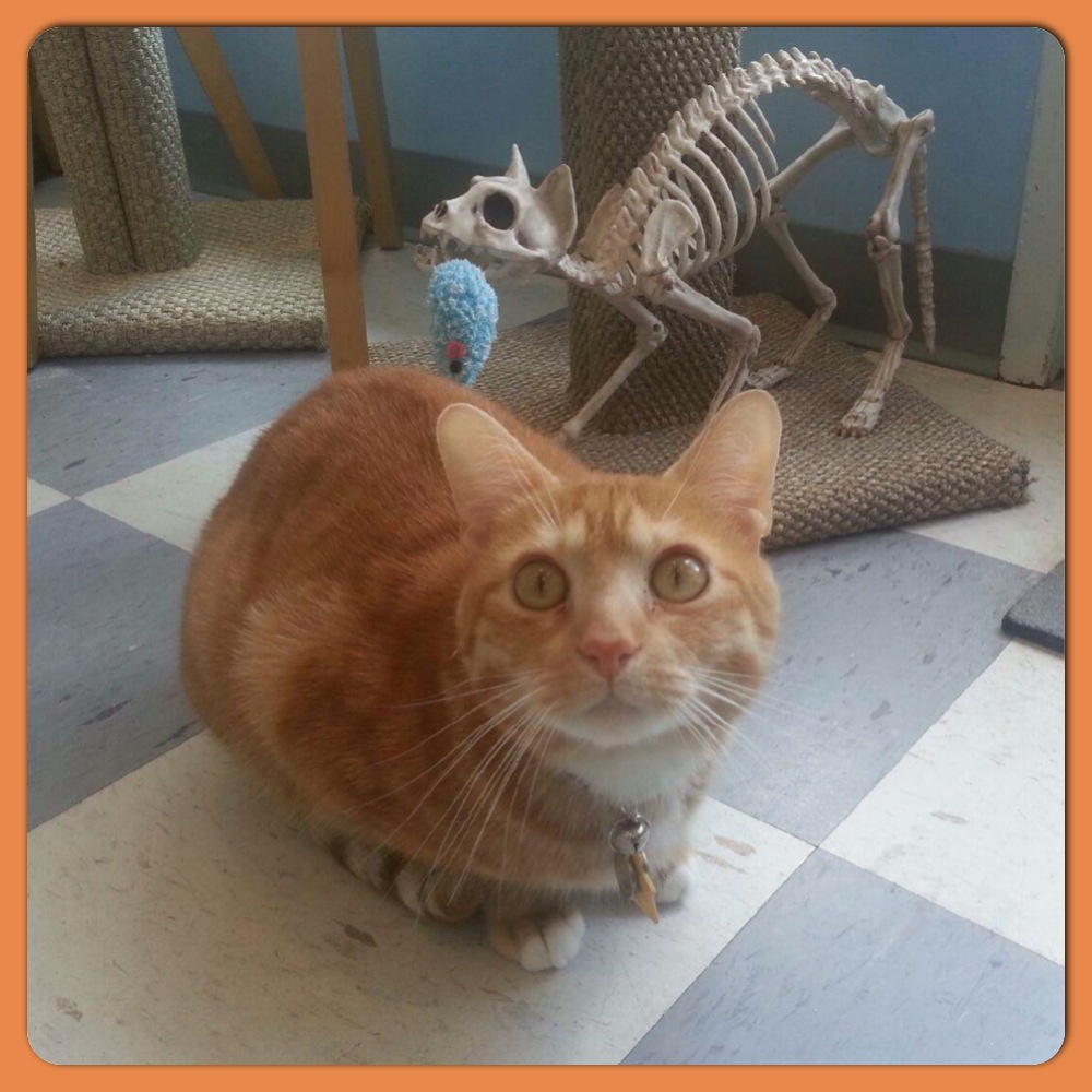 Davis and "Bones" our very thin clinic cat!