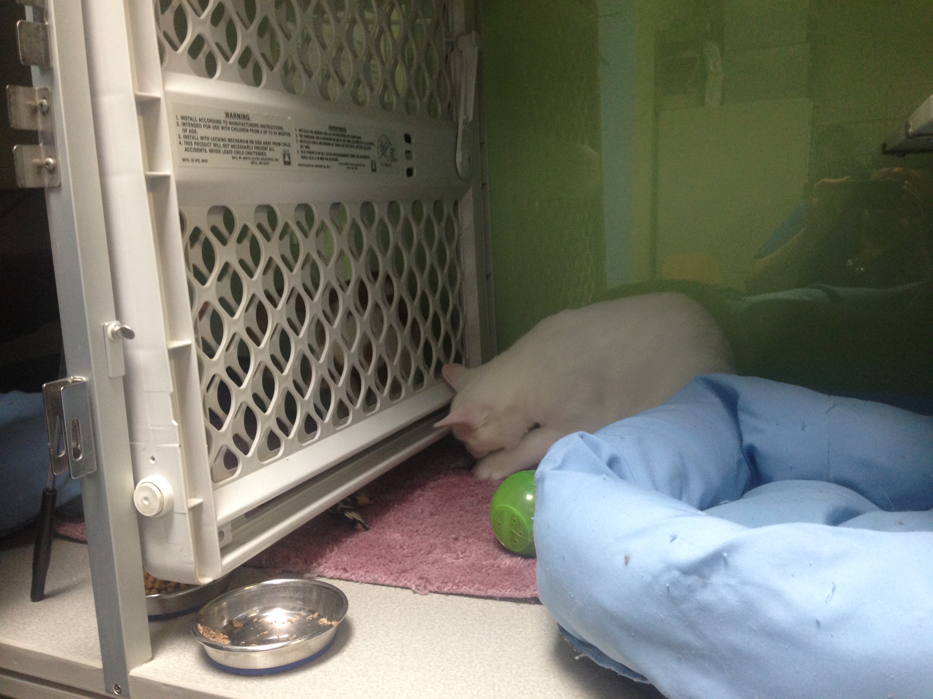 Introduction in a cage at a clinic using baby gates.