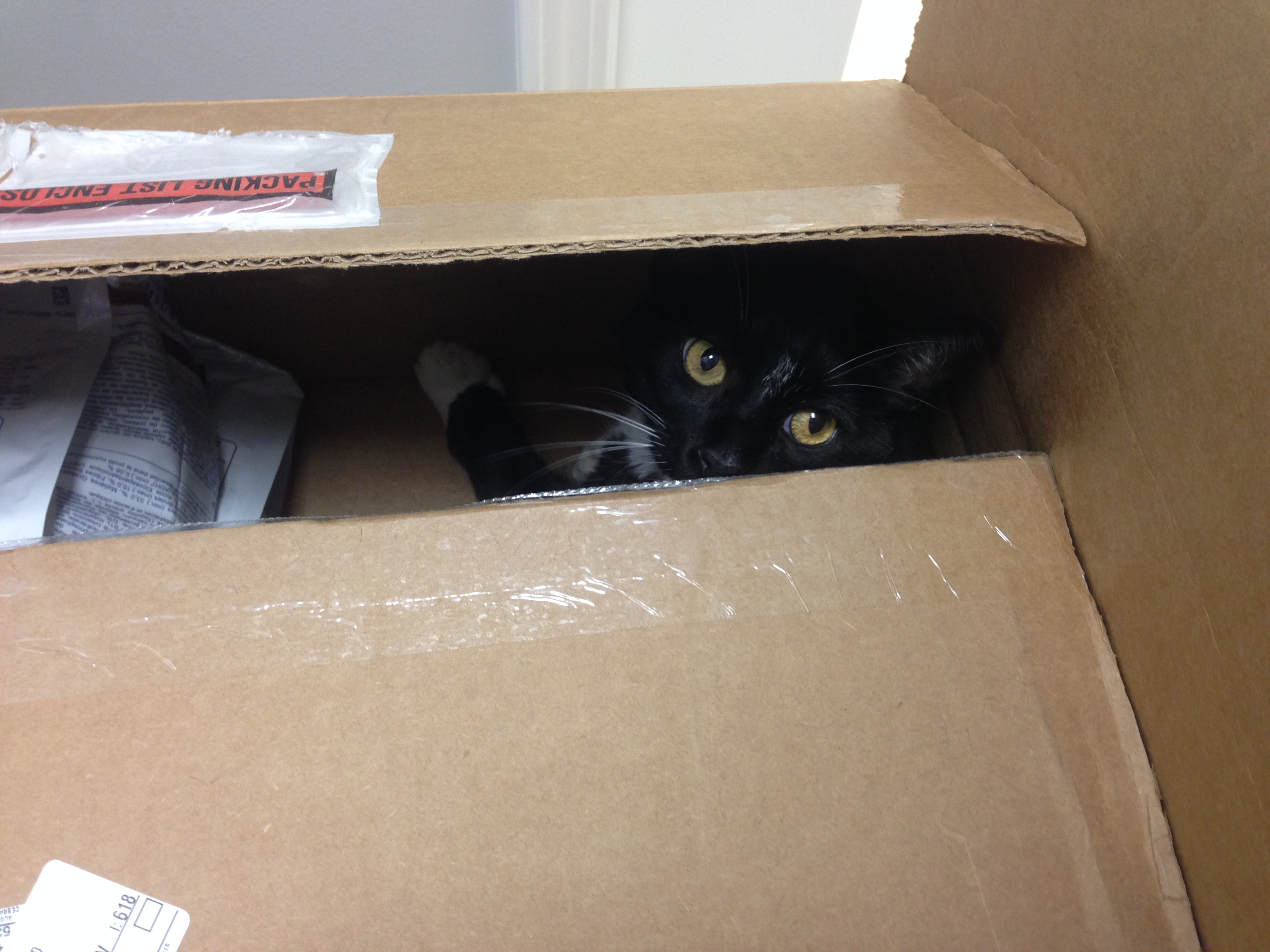 Parker has a serious cardboard box addiction problem!