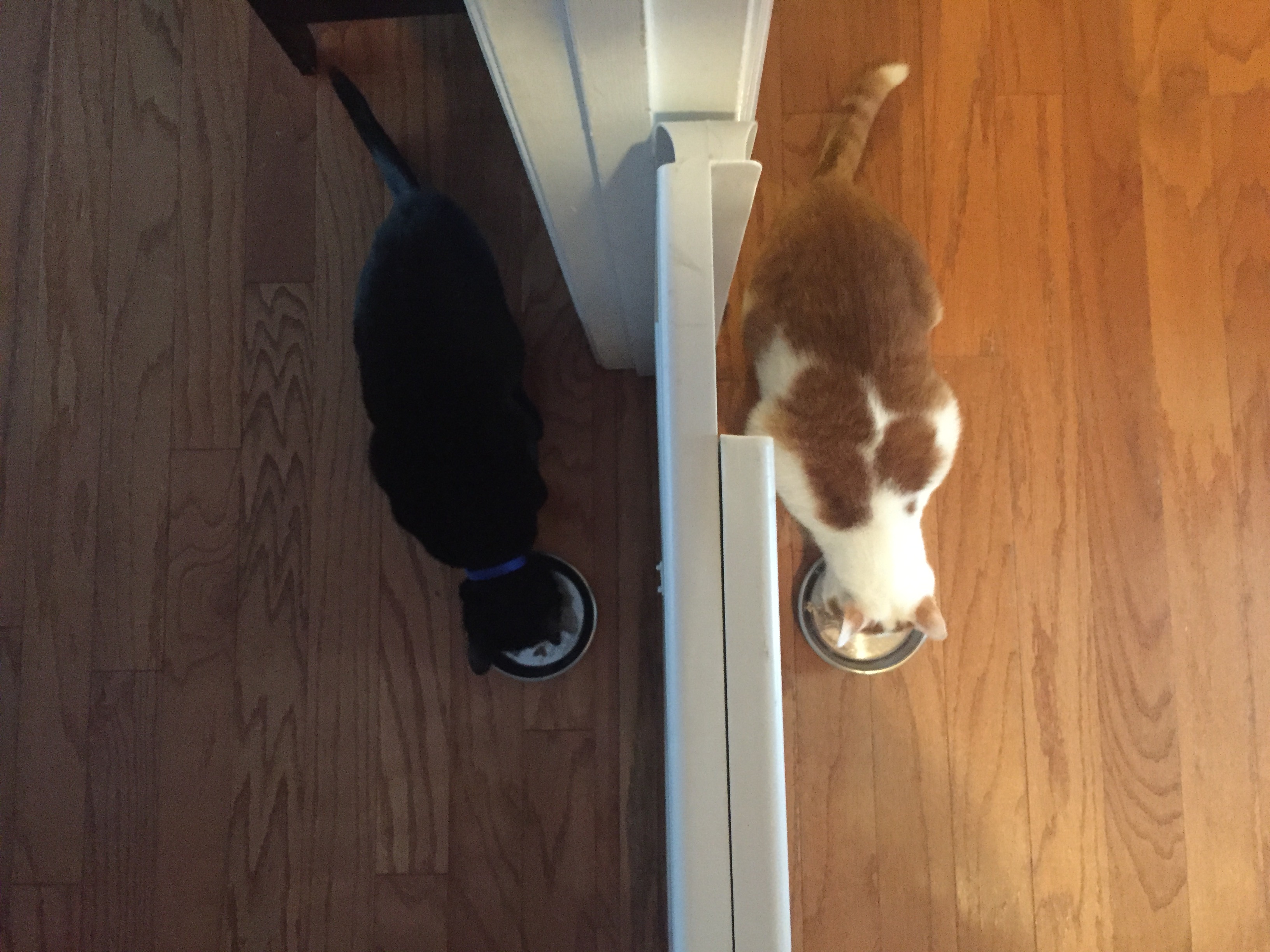 Two cats positively eating together for the first time.