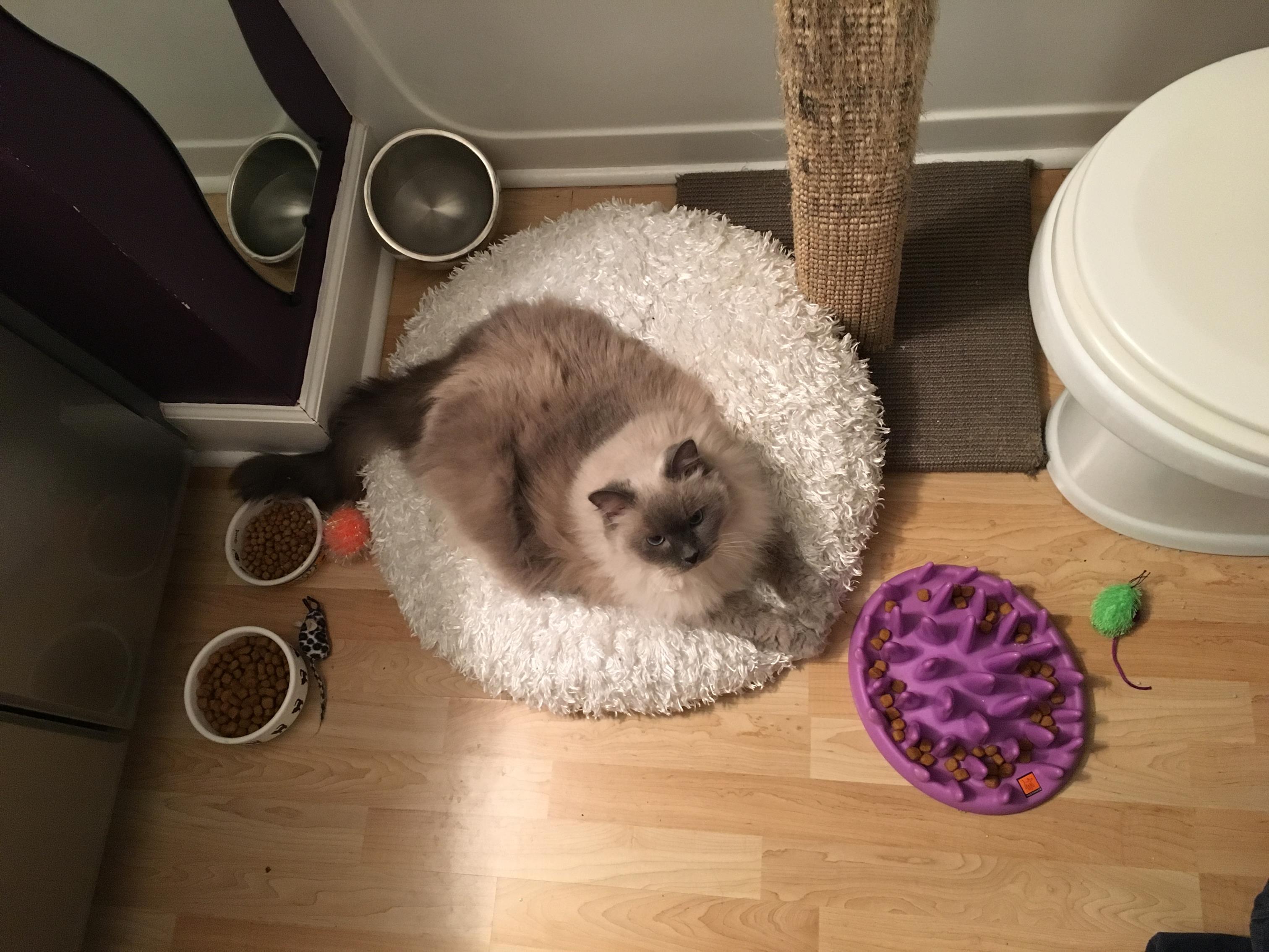 How To Introduce A Cat To A New Environment Dr Stephanie Globerman 